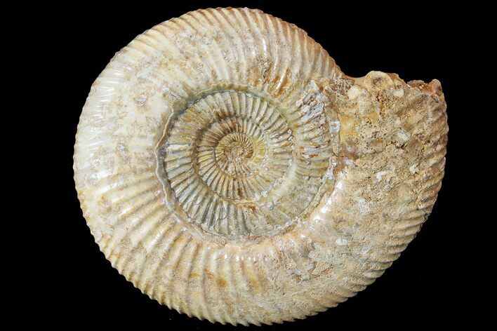 Parkinsonia Ammonite - Dorset, England #77957